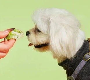 تجميد براعم براعم بروكسل المجففة